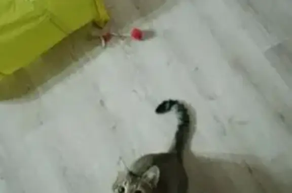 Пропала кошка, ул. Фомичёвой, 16 к2 - photo