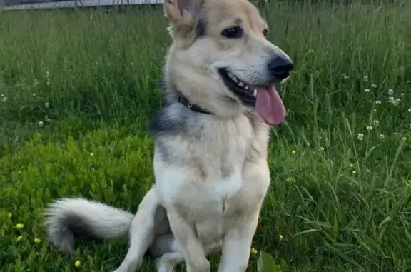 Пропала собака, Ленинский пр. 93 к2, СПб - photo