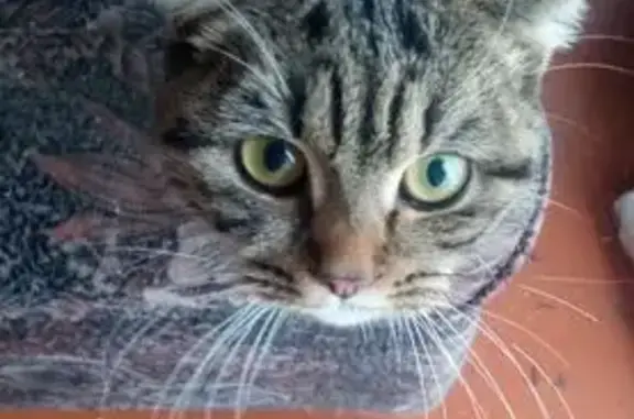 Объявления о пропавших и найденных животных, Марусино, фото: Кошка найдена на Чайковского, 9, Марусино