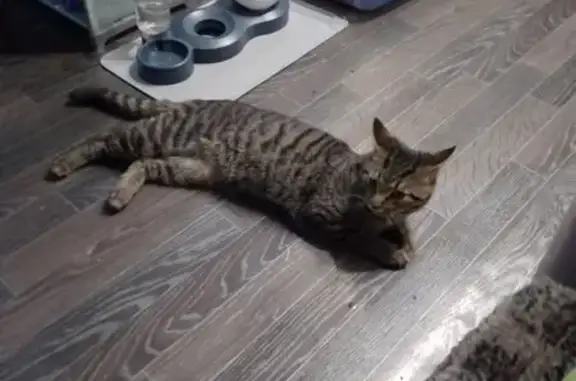 Найдена кошка, Казань, фото: Кошка найдена: Авангардная ул., 91, Казань