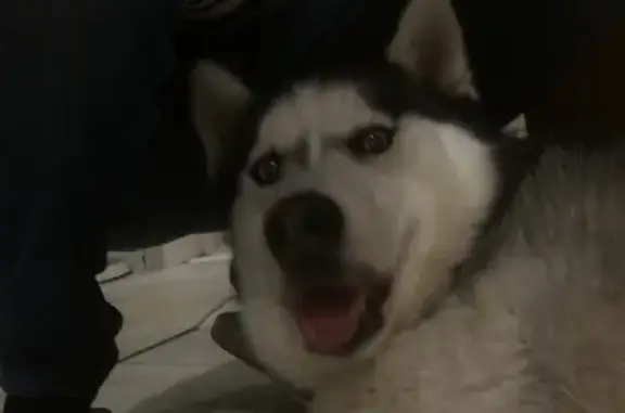 Найдена собака, Ярославль, фото: Собака найдена, ул. Ньютона, Ярославль