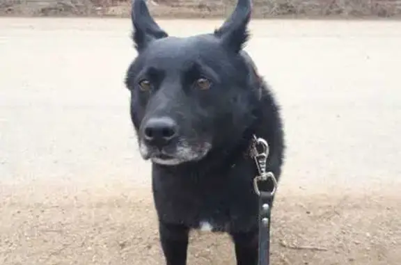 Пропала собака, ул. Мира 16, Дороничи - photo