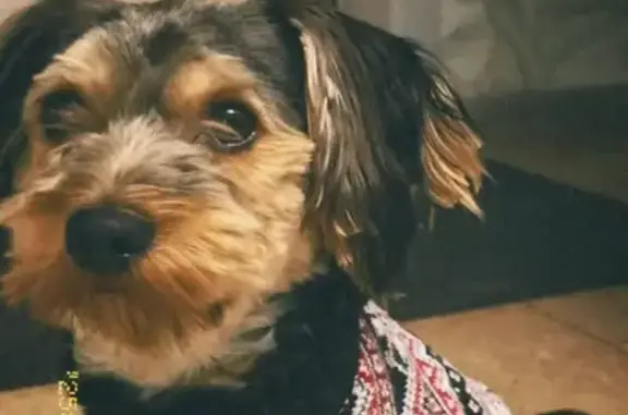 Пропала собака в Магистральном, Омск - photo