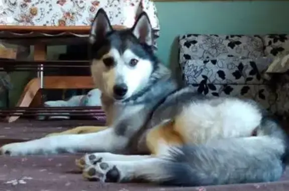 Пропала собака на Советской улице - photo