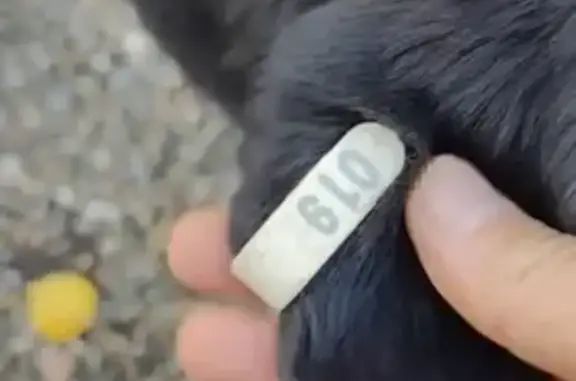 Пропала собака в Сочи, Краснодарский край - photo