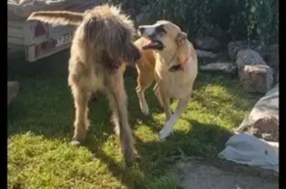 Пропала собака, Центральная ул, 5, Токсово - photo