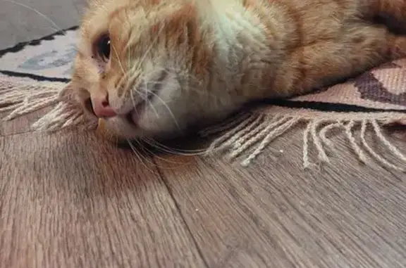 Найдена кошка, Томск, фото: Кошка найдена: Киевская ул. 66, Томск