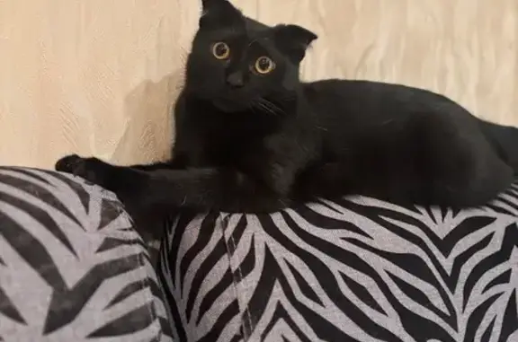 Пропал вислоухий котёнок, ул. Леваневского - photo