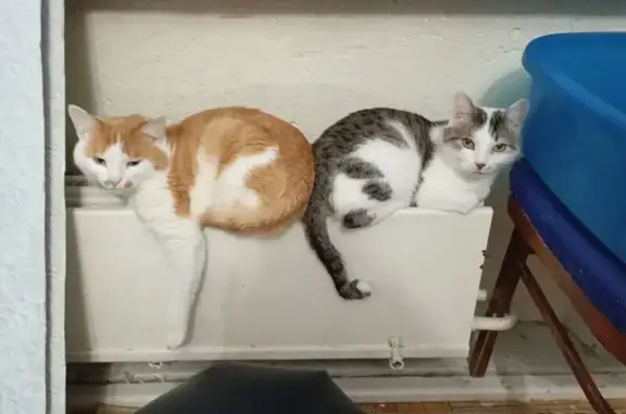 Пропала кошка, Пароходная ул., Вятские Поляны - photo