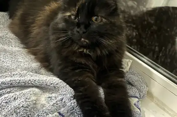 Пропала кошка, Дмитров, МО - photo