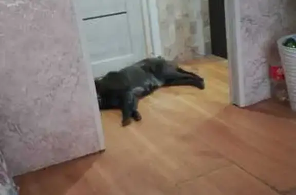 Пропала собака, ул. Ленина, 1, Новый - photo