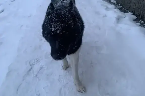 Найдена собака, Калининград, фото: Собака найдена, ул. Гайдара, Калининград