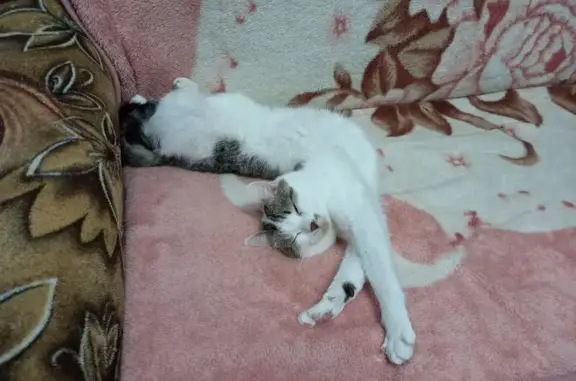 Пропала кошка, Первомайская, Вятские Поляны - photo