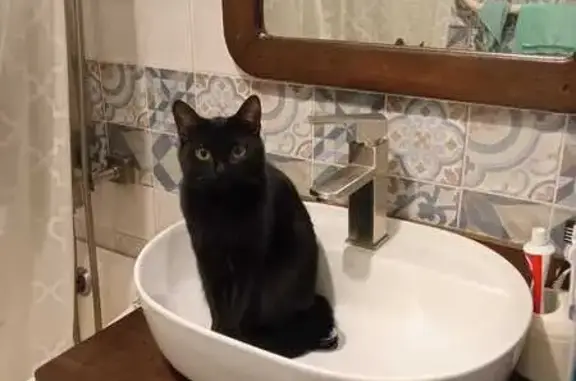 Пропала кошка, Хасановская ул. 24, Самара - photo