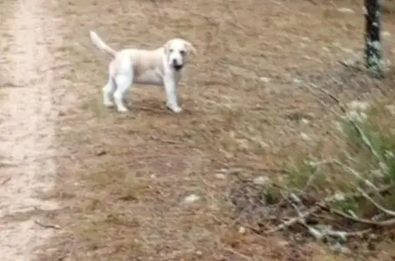 Пропала собака на ул. Маргелова, Псков - photo