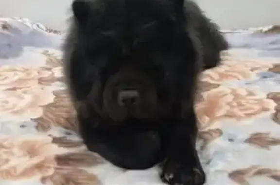 Пропала собака в Грязях, Липецкая обл. - photo