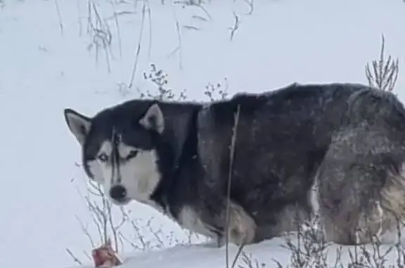 Найдена собака, Андреевка, фото: Хаски найдена: Андреевка — Буревестник