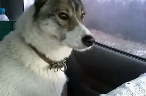 Пропала собака на Озёрной улице, Барнаул - photo