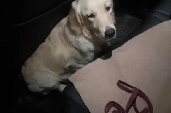 Найдена собака, Пермь, фото: Ретривер найден: бульвар Гагарина, 97, Пермь