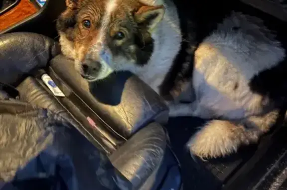 Найдена собака, район Троицк, фото: Собака найдена: шоссе Ракитки, Троицк