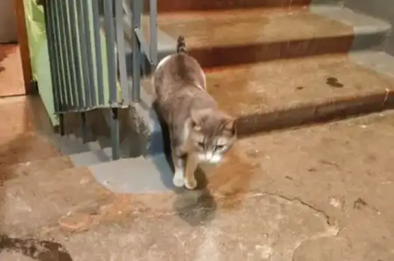 Объявления о пропавших и найденных животных, Нижний Новгород, фото: Кошка найдена: ул. Красных Зорь, НН