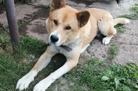 Пропала собака, Деповская 5/1, Бугульма - photo