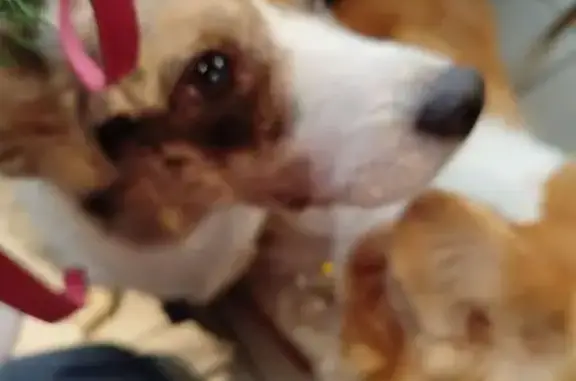 Пропала собака на Архонском шоссе - photo