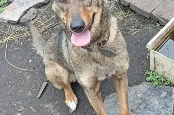 Пропала собака в Сатке, Челябинская обл. - photo