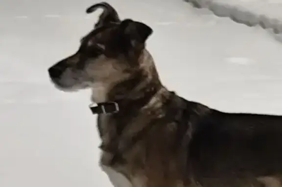 Найдена собака, Челябинск, фото: Собака у магазина Монетка, Ленина 74