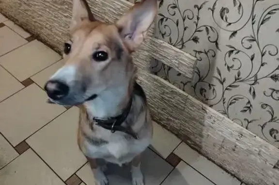 Найдена собака, Санкт-Петербург, фото: Найдена собака, ул. Карпинского, 38 к5