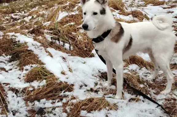 Пропала собака, Мглин, Брянская обл. - photo