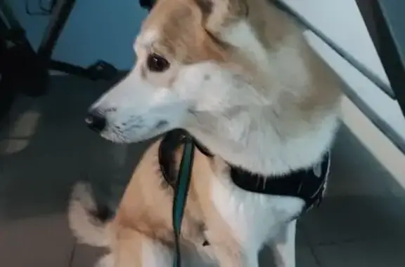 Найдена собака, Новочебоксарск, фото: Найдена собака, Советская 37, Новочебоксарск