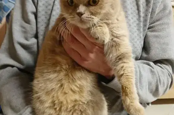 Объявления о пропавших и найденных животных, Надежда, фото: Кошка найдена 1 янв., Ставропольский край