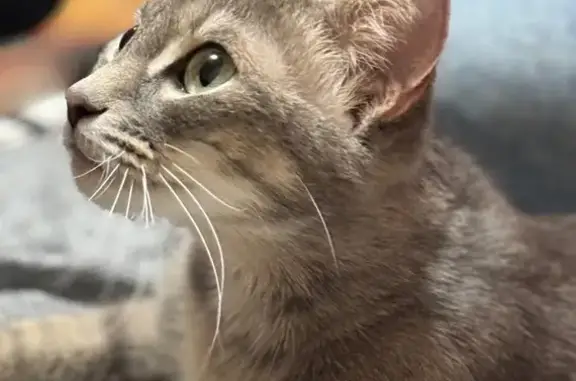 Объявления о пропавших и найденных животных, Ульяновск, фото: Найдена серая кошка, Локомотивная 112