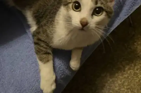 Пропала кошка, проспект Мира 40, Сургут - photo