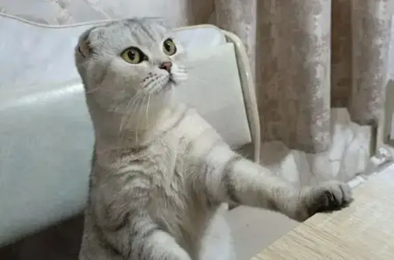 Пропала кошка, ул. С. Юлаева, Курган - photo