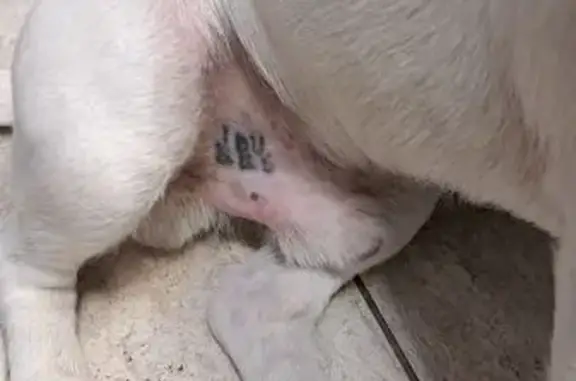 Найдена собака, Архангельск, фото: Найдена собака, Воскресенская 19, Арх.