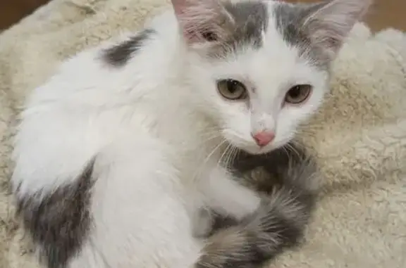 Пропала кошка, Октябрьская 66А, Пласт - photo