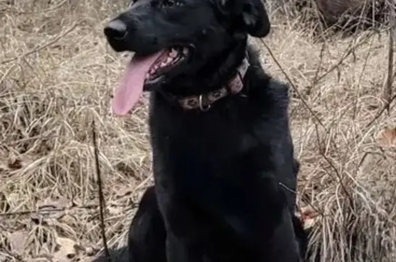 Пропала собака, Фрунзенское с/п, Волгоград - photo