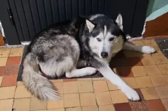 Объявления о пропавших и найденных животных, Северодвинск, фото: Найдена собака, ул. Бойчука, Северодвинск