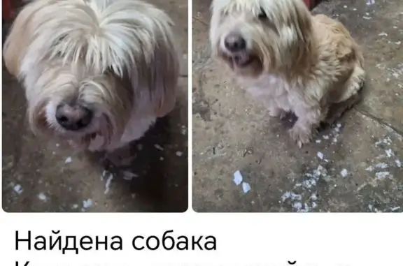 Найдена собака, Нижний Новгород, фото: Собака найдена: ул. Новосельская, Н. Новгород