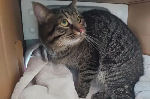 Найдена кошка, Москва, фото: Кошка найдена, Ватутина 18 к2, Москва