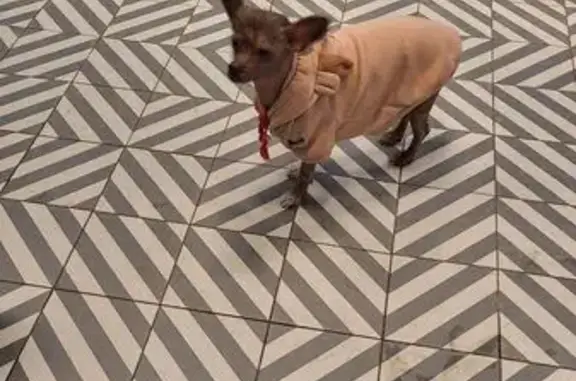 Найдена собака, Ставрополь, фото: Найдена собака у Пятёрочки, Серова 338