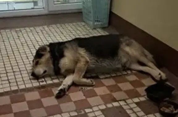 Найдена собака, Москва, фото: Найдена собака: Зеленоградская 31к3