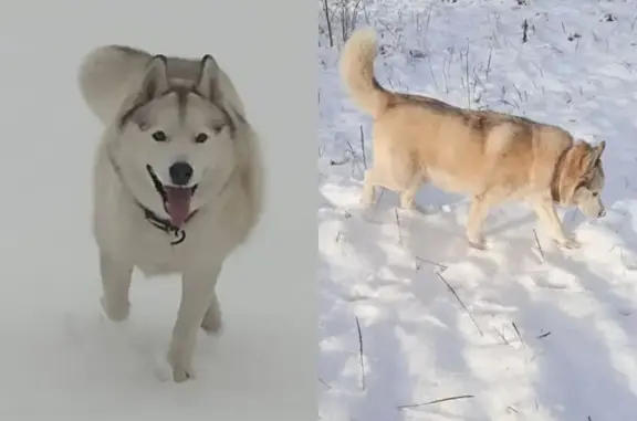 Объявления о пропавших и найденных животных, Вязьма, фото: Пропала хаски, Вязьма, Смоленская обл.