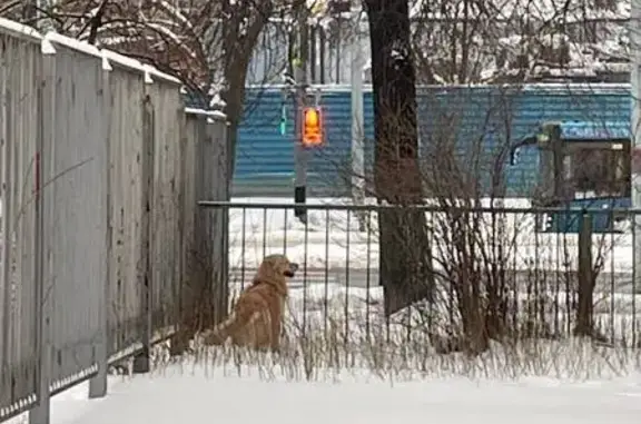 Найдена собака, Москва, фото: Собака найдена: Кирпичная ул., 21 к2, Москва
