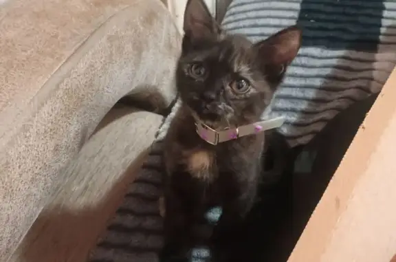 Потерянные животные Ставрополь, фото: Пропала кошка, ул. 50 лет ВЛКСМ, Ставрополь