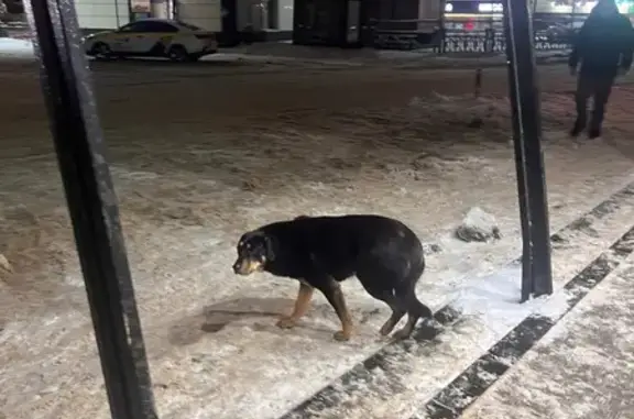 Найдена собака, Константиново, фото: Собака найдена у магазина в Константиново