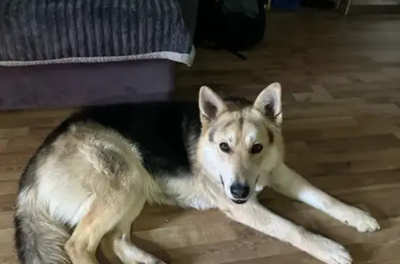 Пропала собака, ул. 40-летия Победы, 40 - photo