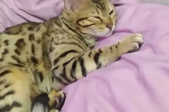 Пропала бенгальская кошка, Кленовый 1 - photo